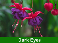 Fuchsia Hanging Basket 12 inch